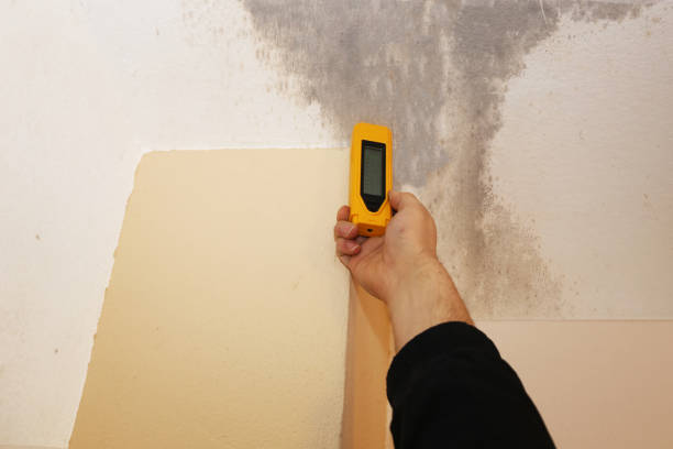 Best Real Estate Mold Inspection  in Somers, MT