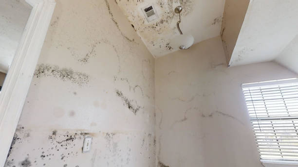 Best Industrial Mold Remediation  in Somers, MT
