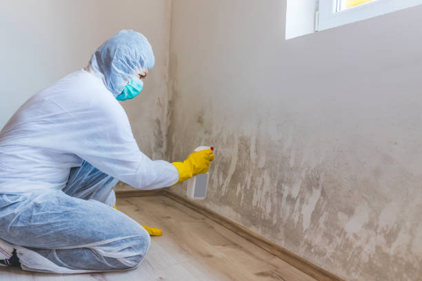Best Attic Mold Removal  in Somers, MT