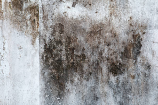 Best Residential Mold Inspection & Testing  in Somers, MT