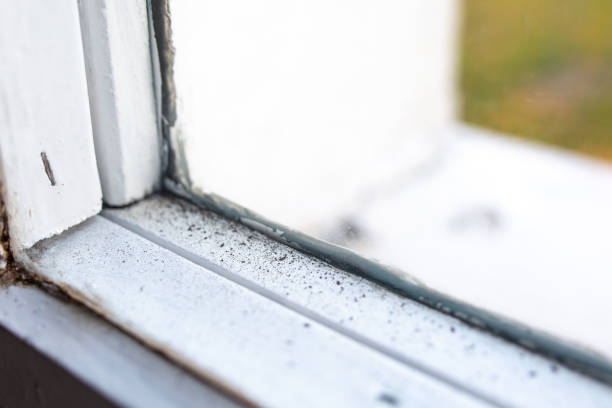 Best Mold Removal for HVAC Installations  in Somers, MT