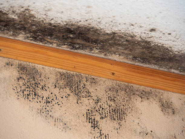 Professional Mold Removal in Somers, MT