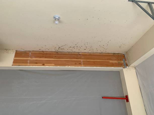 Best Mold Prevention Services  in Somers, MT