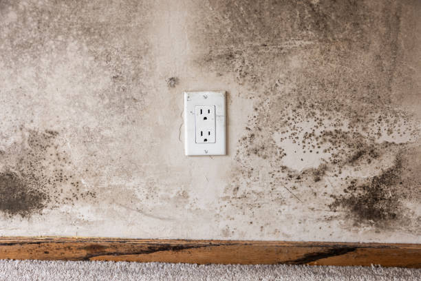 Best Mold Damage Restoration  in Somers, MT
