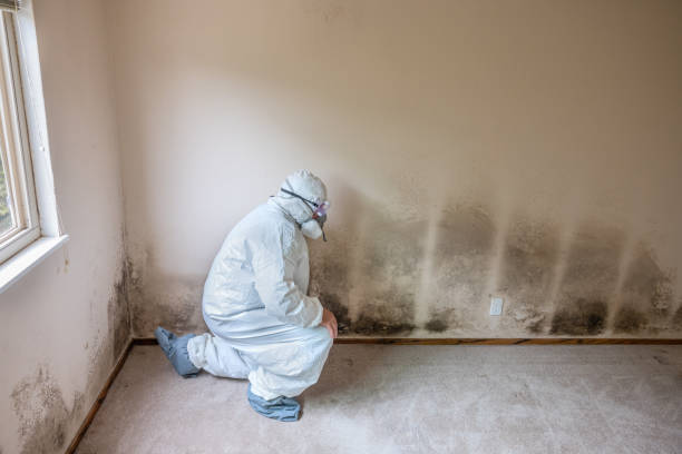 Best Forensic Mold Investigation  in Somers, MT