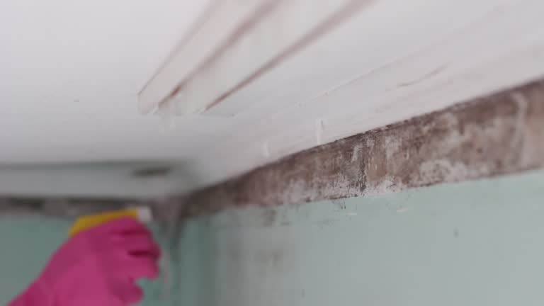 Best Attic Mold Removal  in Somers, MT