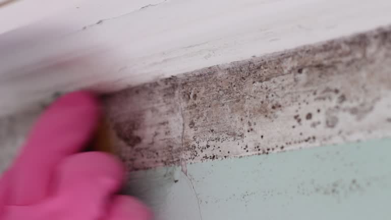  Somers, MT Mold Removal Pros